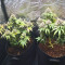 Vente de graines de cannabis Glookies (Barney's Farm)