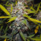 Compre sementes feminizadas Smoothie Auto da Fast Buds