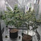 Big Bud feminized seeds for sale by Seedstockers