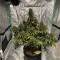 Skunk 47 Seeds - Cannabis Strain Seeds for Sale