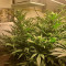 Critical Kush Seeds (Barney's Farm)