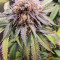 Mimosa x Orange Punch Seeds (Barneys Farm)