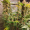 Blue Dream Seeds (Garden of Green) - Cannabis Strain Seeds for Sale