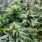Gorilla Cookies fem: seeds for sale, strain information and customer reviews