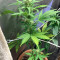 Fast Bud Seeds - Cannabis Strain Seeds for Sale