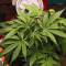 Strawberry Pie Seeds - Cannabis Strain Seeds for Sale