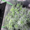 Achetez des graines féminisées Mimosa Shot par Herbies Seedbank