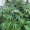 Achetez des graines féminisées Mimosa Shot par Herbies Seedbank