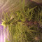 Achetez des graines féminisées Godzilla Original Glue GG#4 par Herbies Seeds