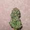 Venta de LSD Auto (Barney's Farm) | Semillas de marihuana feminizadas