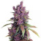 Semillas feminizadas de Black Cherry Punch (Pyramid Seeds)