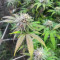 Blueberry Hill Seeds (Herbies Seeds)