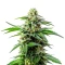 Bubblegum Sherbet Seeds
