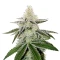 Chama! R1 feminisierte Samen (Ethos Genetics)
