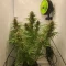 Gelato Fast Seeds