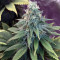GG#4 Original Glue Seeds (Original Sensible Seeds) - Cannabis Strain Seeds for Sale