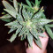 Gorilla Auto (GG#4 Original Glue Auto) (Expert Seeds)