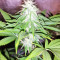 Graines de cannabis Z Gorilla (Original Sensible Seeds)