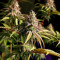 Hash Fruit Regular (CannaBioGen)