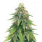 Heavy Kickers Mix Feminized Seeds (Herbies Seeds)