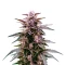 Indigo Sapphire Seeds (Blimburn Seeds)