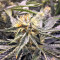 Larry OG Kush (Cali Connection Seeds)