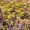 Larry OG Kush Seeds