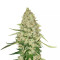 Lemon Citron féminisée (Humboldt Seeds Organization)