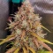 Mandarin Thuggee Auto Seeds (AlphaFem Seeds)