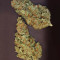 Midas Seeds