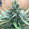 Mozzarella feminized seeds