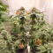 Semillas Feminizadas Sangria Poison Autoflower (Seedkeepers)