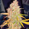 Strawberry Cake feminized seeds