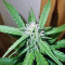 Purple Skunk Mass (Critical Mass Collective Seeds)