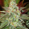 Amnesia Haze regular strain
