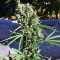 Auto Malawi x Northern Lights
