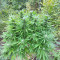BCN Critical XXL
