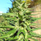 Bangi Haze x Ethiopian Seeds