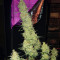 Cherry Bomb Auto (Bomb Seeds)
