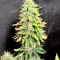 Claustrum (Positronics Seeds)
