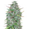 Critical 47 (Positronics Seeds)
