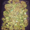 Critical feminized seeds