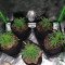 Ghost Rider OG Regular seeds