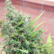Lebanese Regular strain