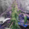Lemonberry Haze Auto (Original Sensible Seeds)
