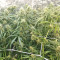 Malawi x Panama Seeds