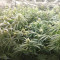 Malawi x Panama Seeds