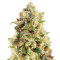 New York Diesel Auto (Expert Seeds)