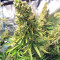 Northern Lights Seeds (Sensi Seeds)