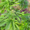 Super Skunk Autoflower (Seedstockers)
